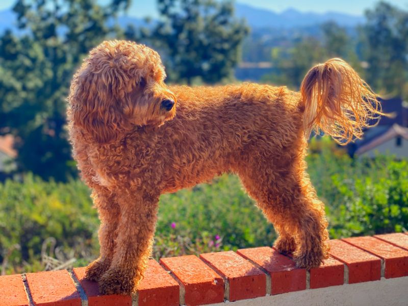 קבפו (Cavapoo): הכלב שכל אחד יתאהב בו